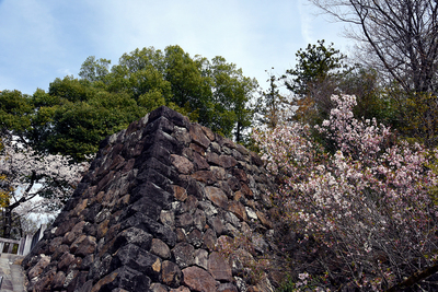 武田神社 石垣 (左近の桜)