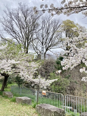 桜満開と石垣