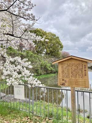 桜満開と淀城の蓮(淀姫)