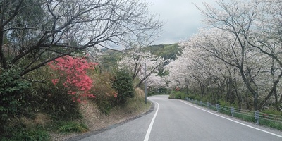登城途中の桜並木
