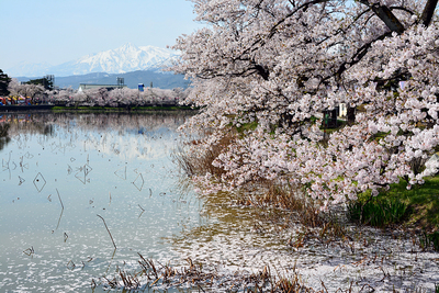 西堀の桜と妙高山