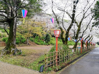 桜の馬場