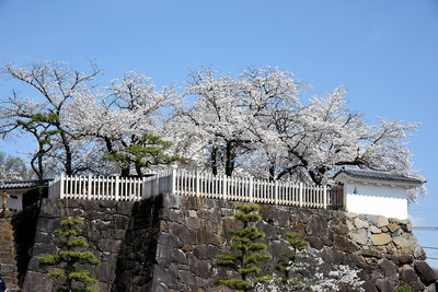 桜満開の数寄屋曲輪