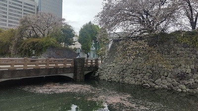 城代橋の外堀に浮かぶ桜の花びら