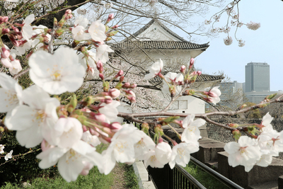 桜の一番櫓