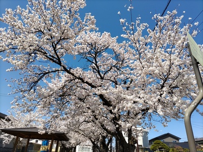 古館公園の桜