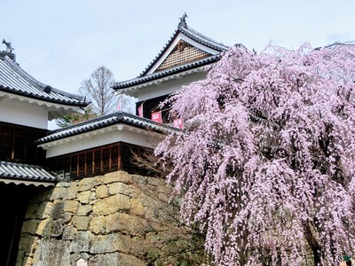 櫓門前のしだれ桜