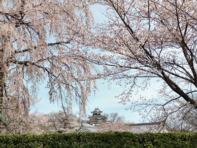 桜越しに眺める櫓