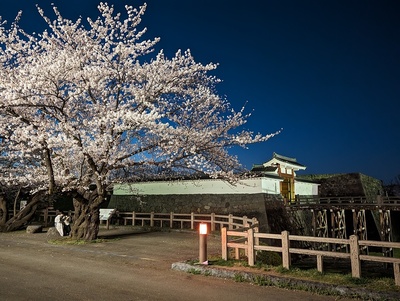 夜桜と一文字門