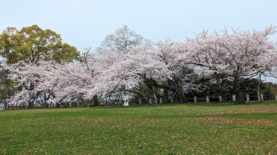 本丸の桜