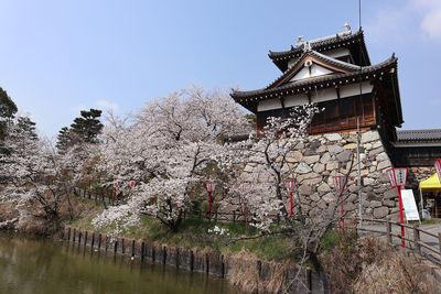 桜の郡山城追手向櫓2