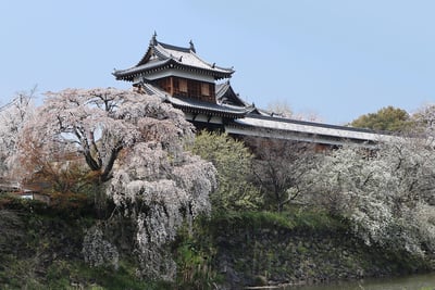 桜の郡山城東隅櫓