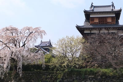 桜の郡山城東隅櫓2