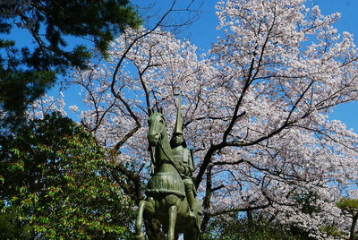 前田利長公像と桜