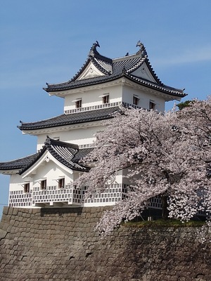 三階櫓と桜の共演