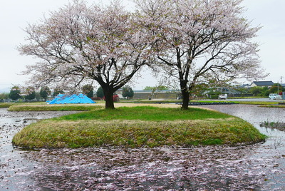 右郭の桜と花筏