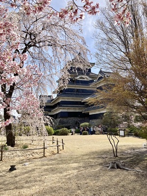 桜と天守