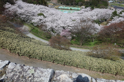 本丸跡から見下ろす桜
