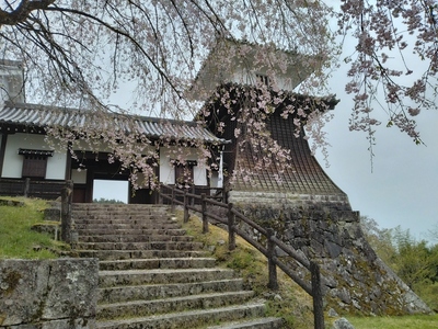 復元された太鼓櫓と枝垂桜