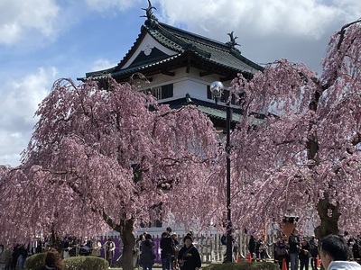 本丸広場から桜の中の天守