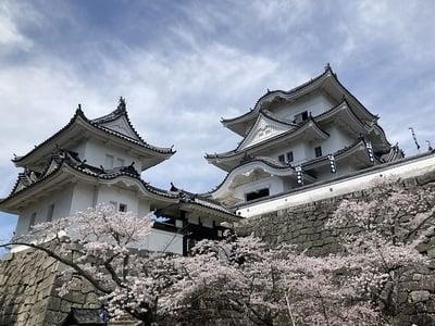 天守と桜