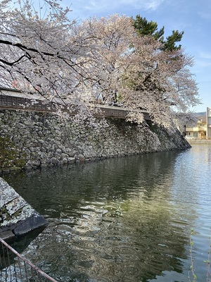 水堀と桜