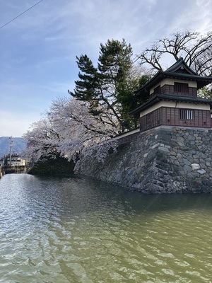 隅櫓と桜