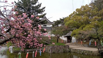 八重桜と鯉のぼりと東櫓