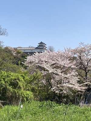 西の丸三重櫓と桜