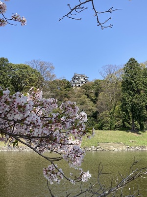 国宝天守と桜