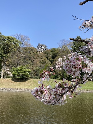 国宝天守と桜