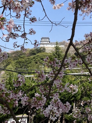 西の丸三重櫓と桜