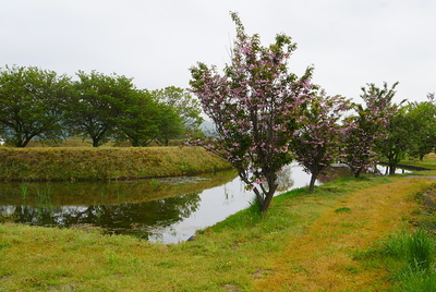 東側水堀と八重桜