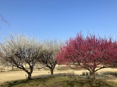 根城広場の紅白梅