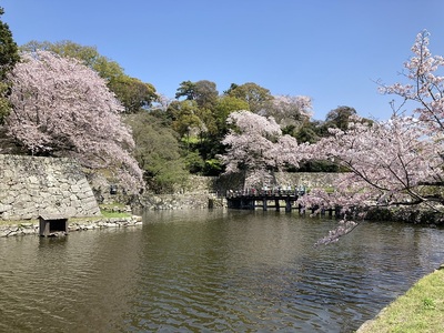 大手門と桜