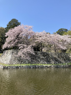 大手門の石垣