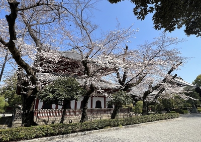 経堂と桜
