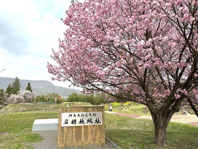 名胡桃城と桜