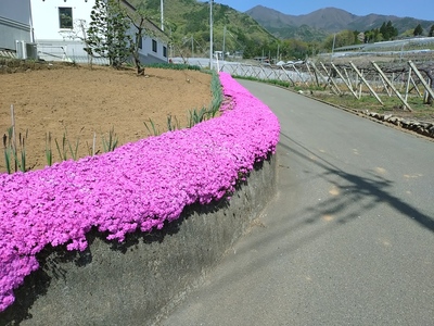 城址中央部