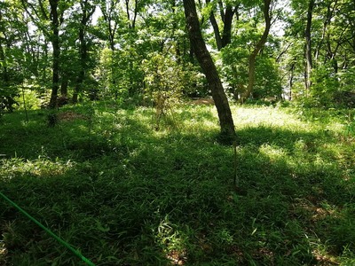 上部の広い削平地