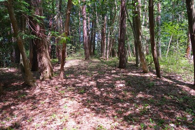 梨打城 主郭風景