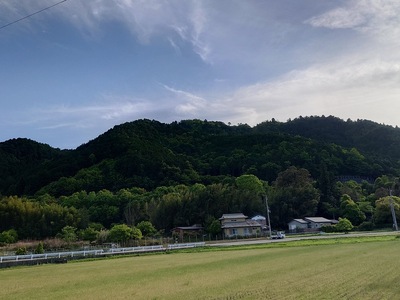 八木城跡の山　全景