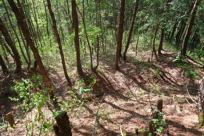 向小島城 城域西端の畝状竪堀群