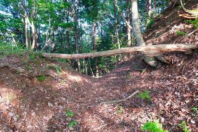 向小島城 主郭北東尾根の堀切