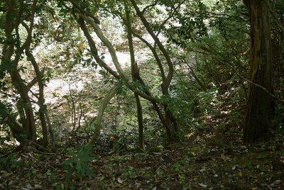 井波八幡宮南側水堀