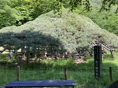 霞ケ城の傘松