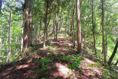 洞城 城址へ向かう尾根道