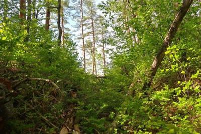 野中城 主郭東の堀切