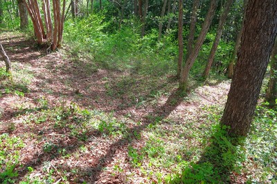 野中城 主郭西の外枡形虎口