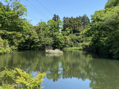 桜池